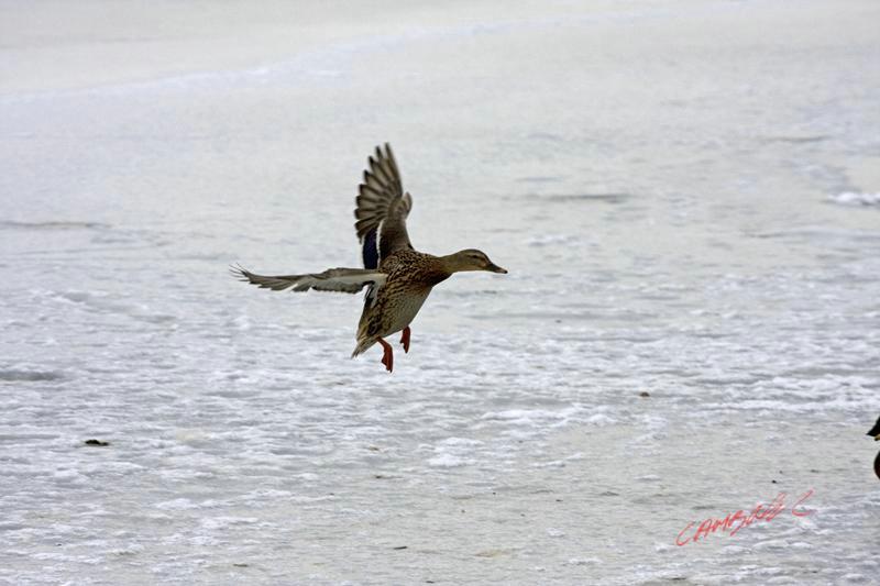 Cjp_2009_01_12_120812 (1).jpg